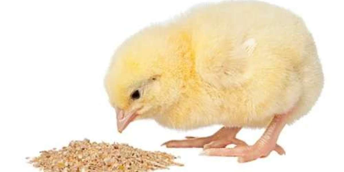 Poultry Feed Market Growth and Share Analysis (2024-2030)