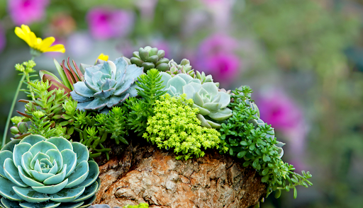 Green Delight: Exploring the World of Plants Online and the Allure of Succulent Plants - LatestBlogPost