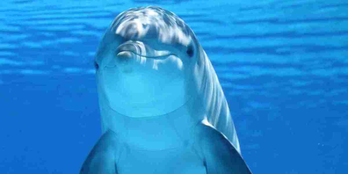 The Intriguing Phenomenon of Dolphin Humping