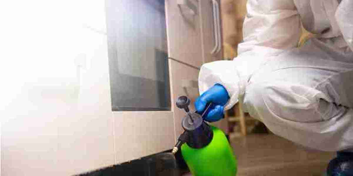 Breathe Easy: Mold Removal Solutions in Broward County