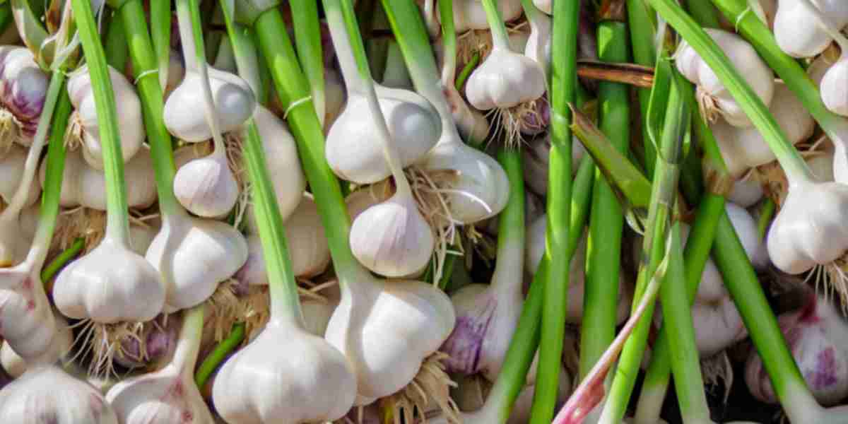 Cultivating Excellence: A Guide to Growing Organic Garlic