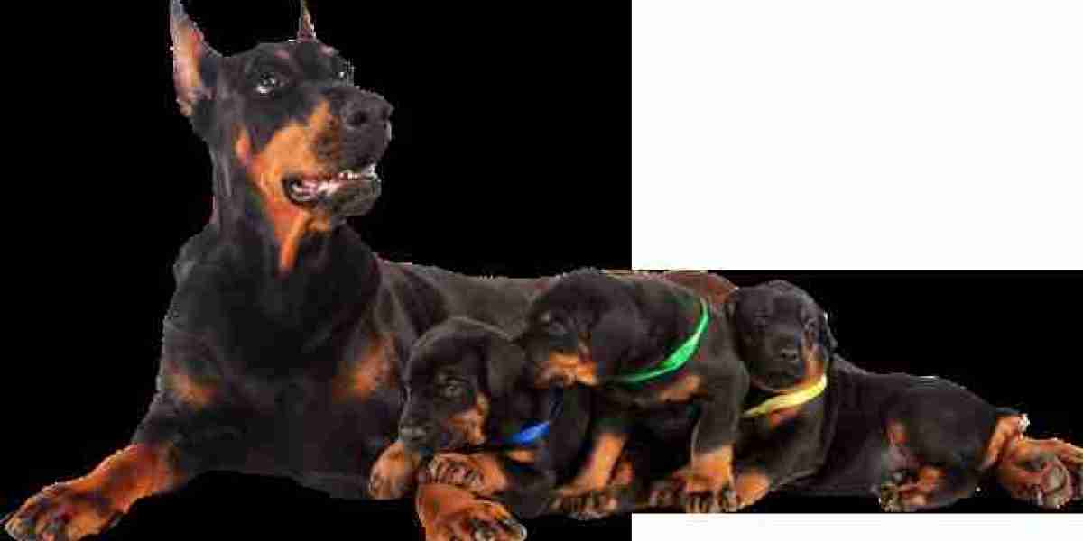 What Are Some of the Key Differences in Temperament Between European and American Doberman Puppies?