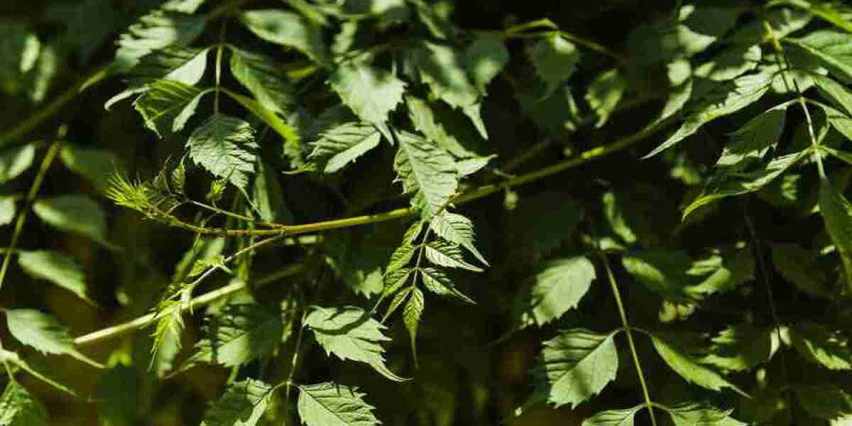 Neem Extract Market: Unraveling the Growth Trajectory in Agriculture, Pharmaceuticals, and Beyond