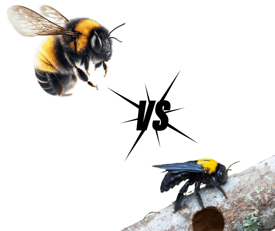 Bumble Bee vs Carpenter Bee: Understanding the Differences