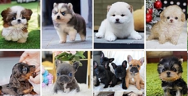 French bulldog puppies for sale - Dogs and Puppy Adoption