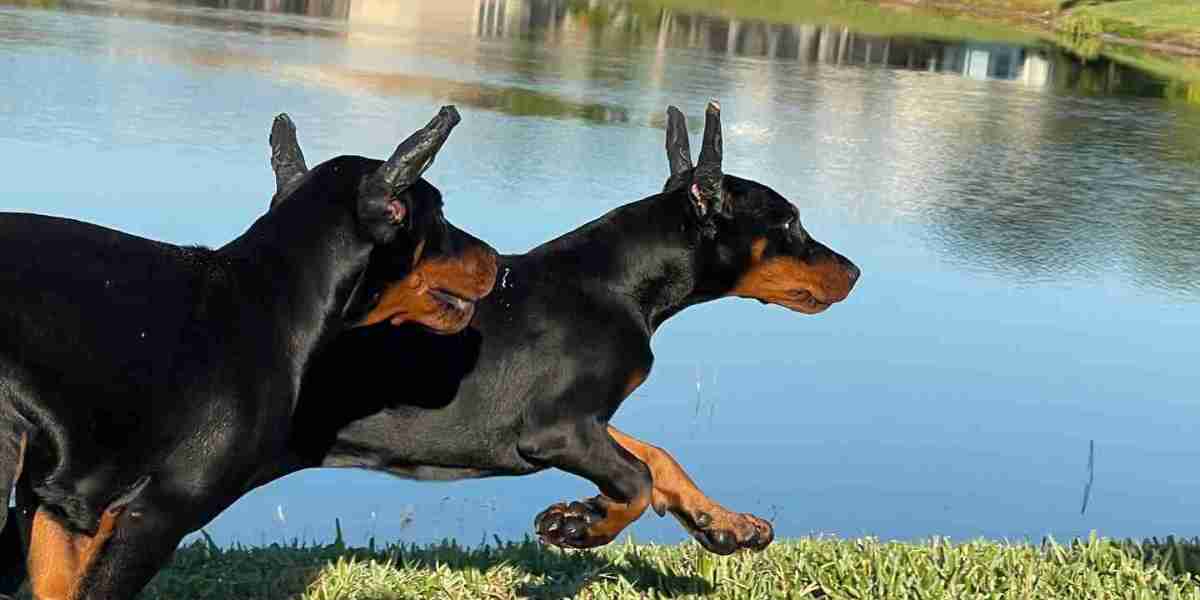 European Doberman Working Dogs: Their History and Modern Roles
