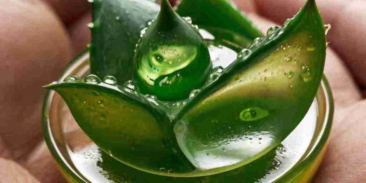 Aloe Vera Gel Manufacturing Plant Project Report 2024: Raw Materials, Investment Opportunities, Cost and Revenue