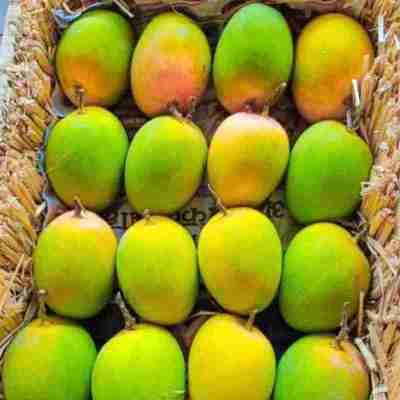 Organic Alphonso Mangoes Online Order From Ratnagiri Profile Picture