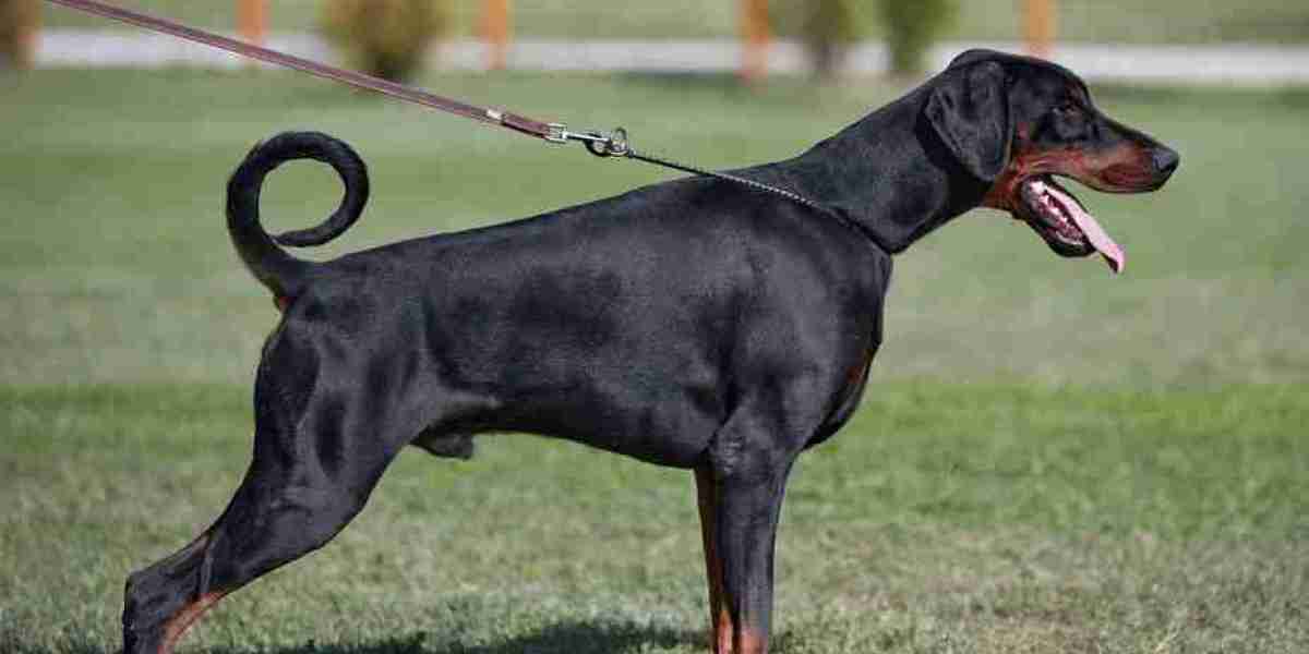 European Doberman Puppies: earing Up for Your New Arrival