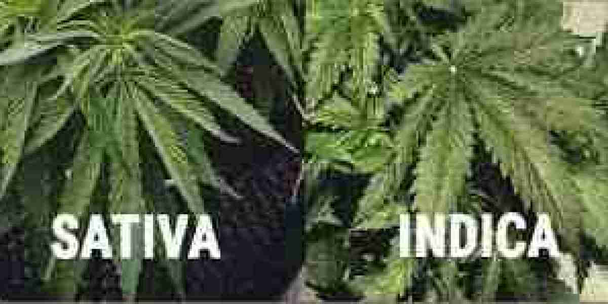 Indica vs Sativa Molecules: Deciphering the Cannabis Conundrum