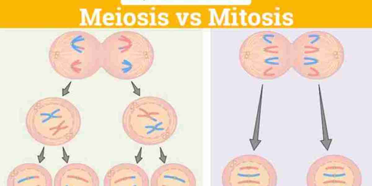 Demystifying Mitosis vs. Meiosis: Understanding the Key Differences