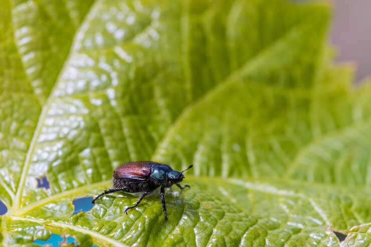 Hire Effective Beetles Exterminator in Geelong | Pest Patrol
