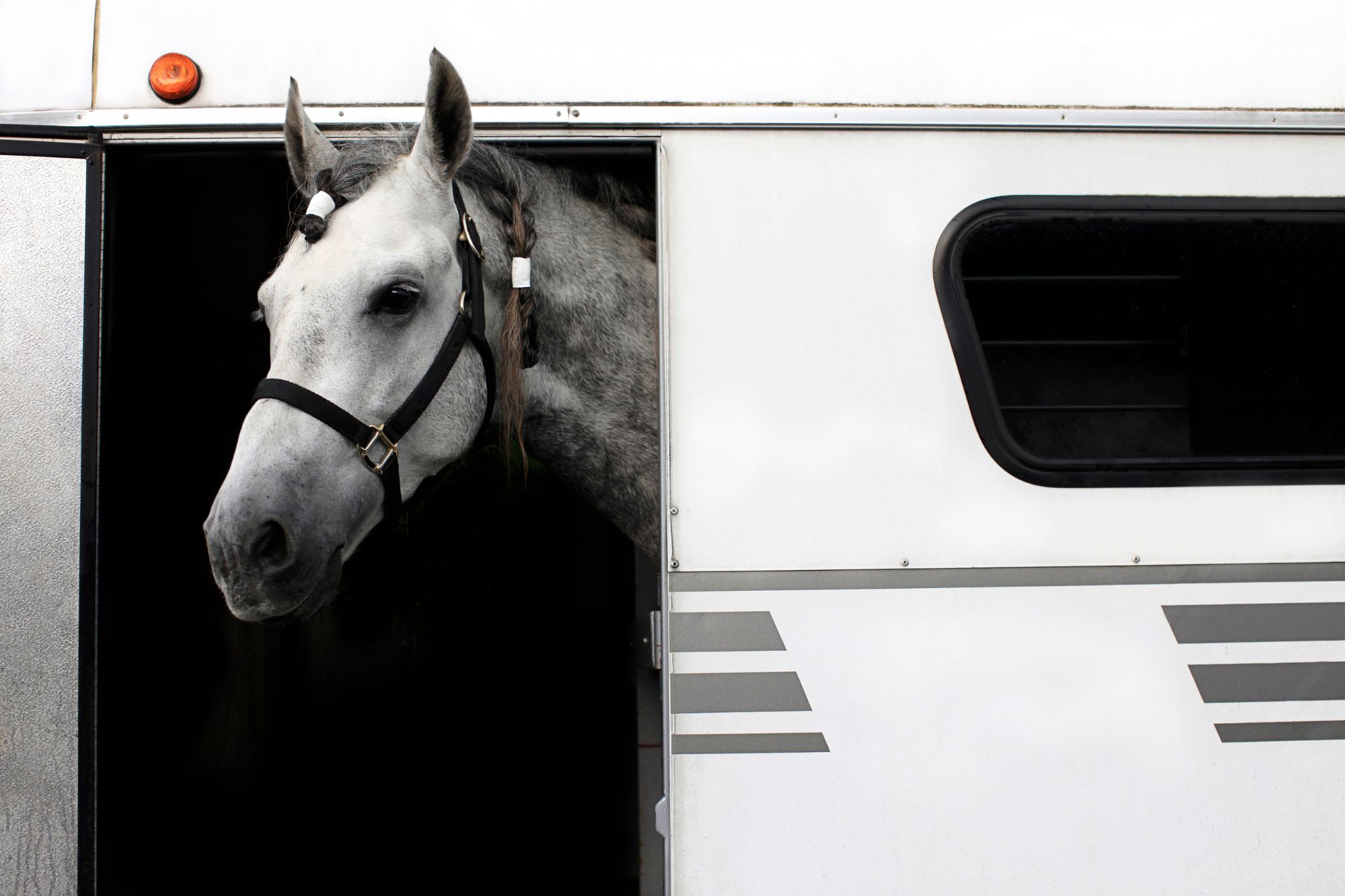 Guide For Horse Transporting in New Holland, Pennsylvania | TechPlanet