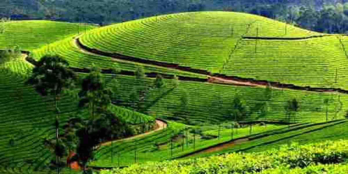 Kerala Holiday Tour Package with Munnar-Thekkady-Alleppey