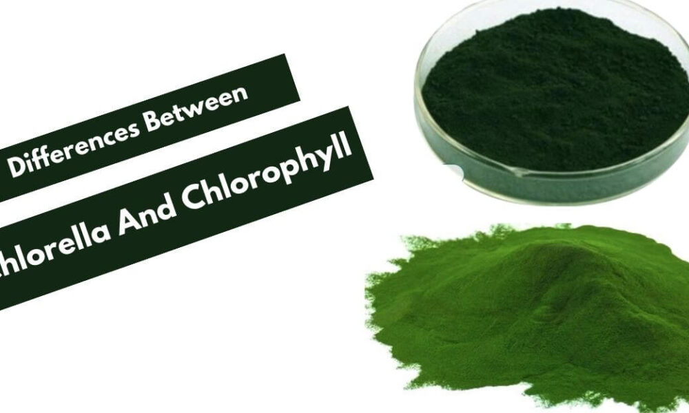 Differences Between Chlorella And Chlorophyll [Detailed Review]