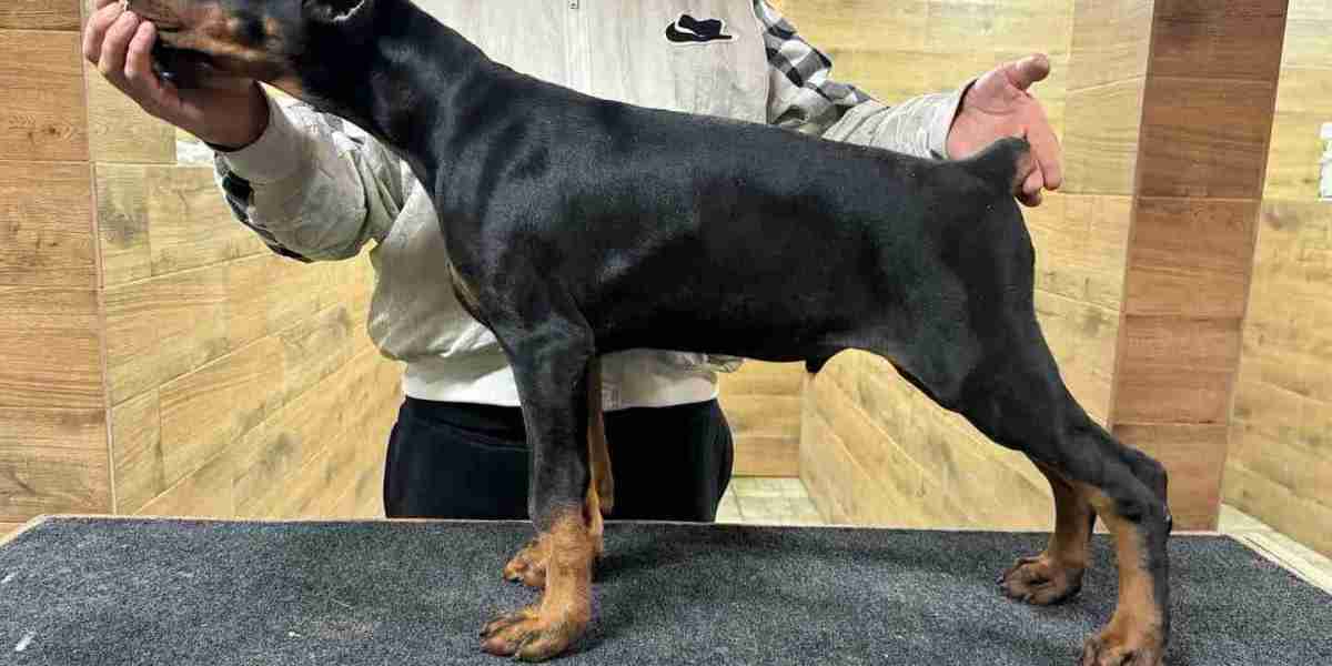 The First Weeks with Your European Doberman Pup: Tips for Success