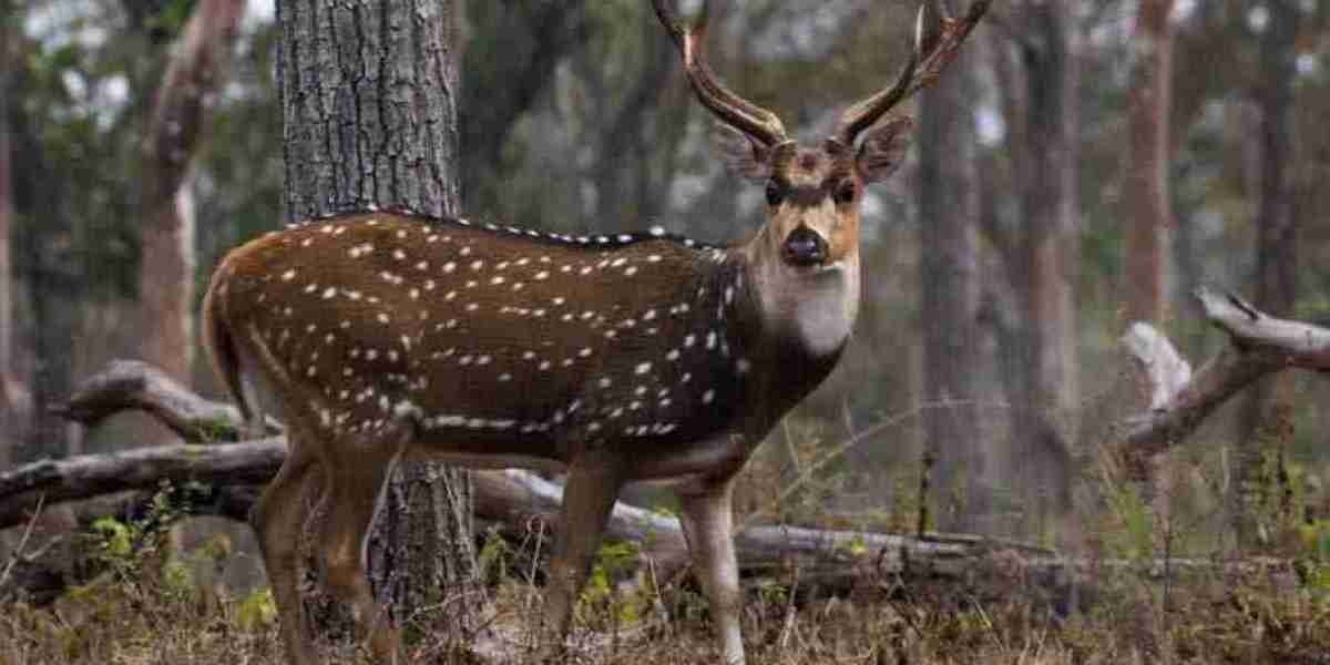 Highlighting the Tips and Tricks For Texas Deer Hunting