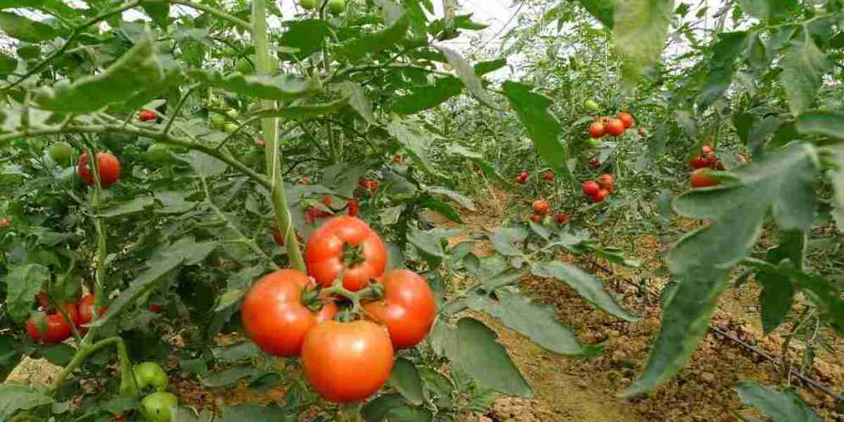 When to Plant Tomato Plants in Michigan?