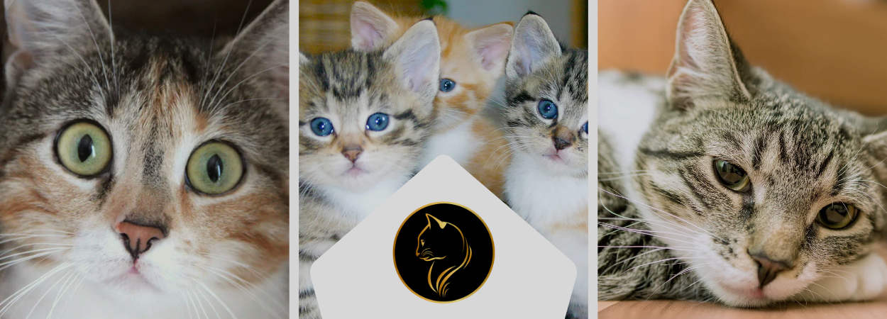 Golden Cat | Online Pet Shop in Dubai