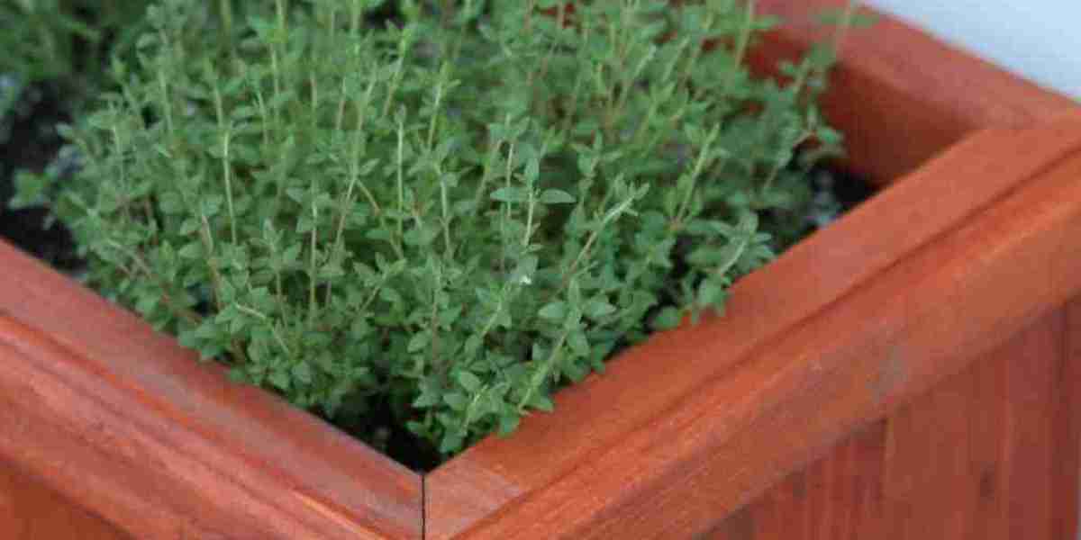 Embracing Nature: The Benefits of Organic Herb Seeds