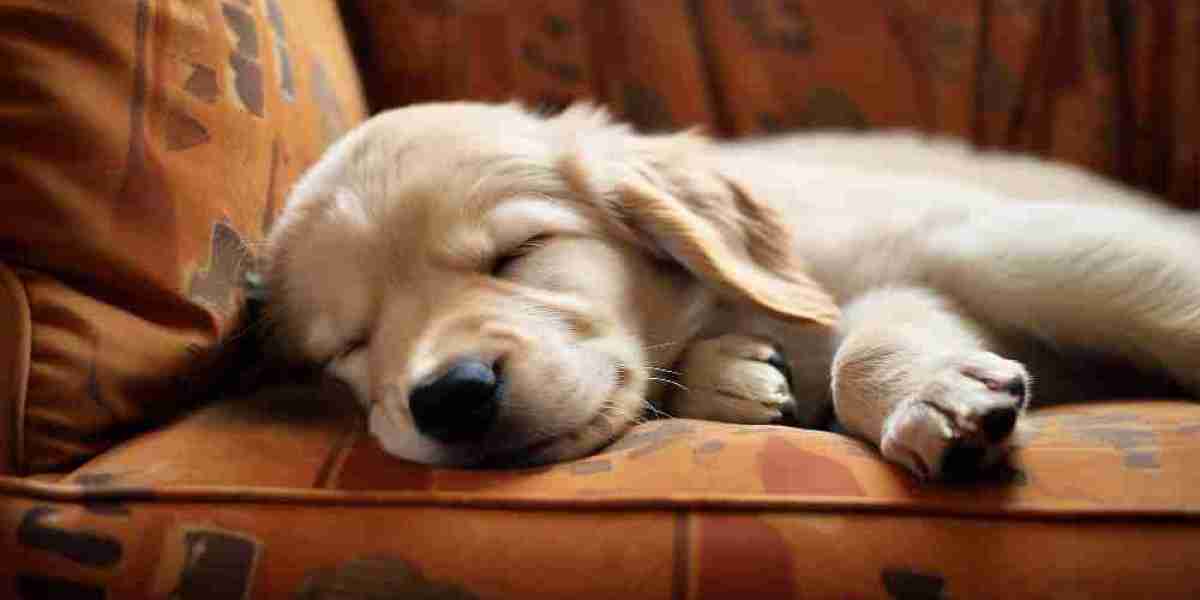 7 Reasons Behind Puppy Not Eating and Sleeping a Lot