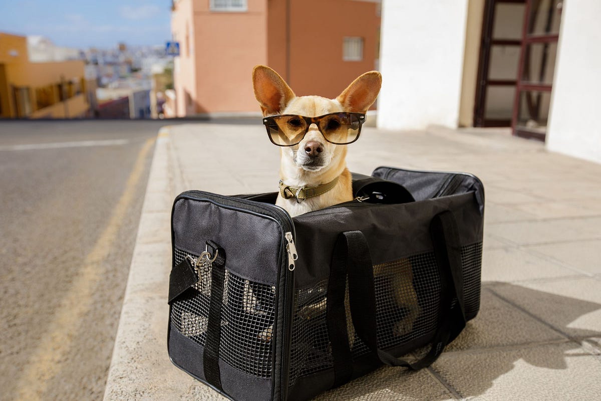 How Pet Transport Services Ensure Your Furry Friend’s Safety? | by Country Star Equine Transports | Apr, 2024 | Medium