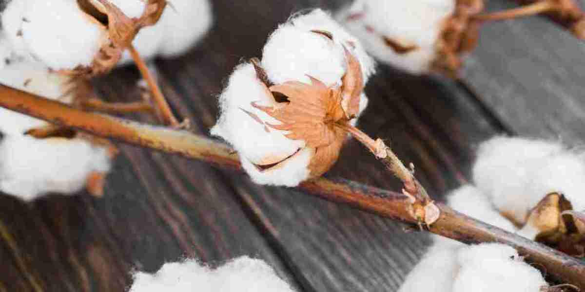 How Will Cotton Commodity Prices Trend in 2024 with PriceVision?