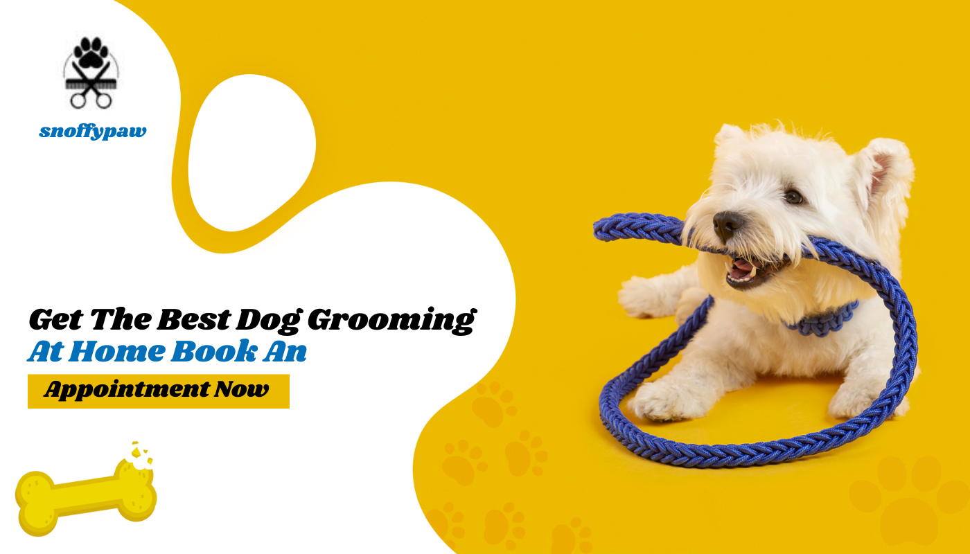 Get Pet Grooming In Delhi | Dog Grooming In Delhi | Grooming At Home
