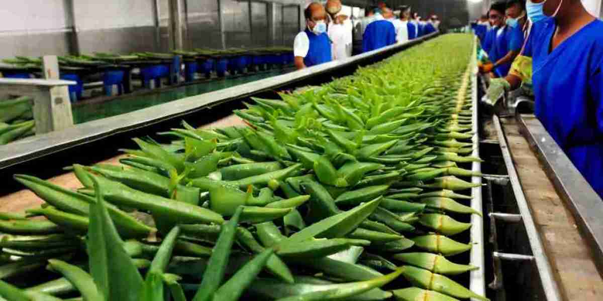 Aloe Vera Extract Manufacturing Plant Project Report 2024: Machinery and Technology Requirements