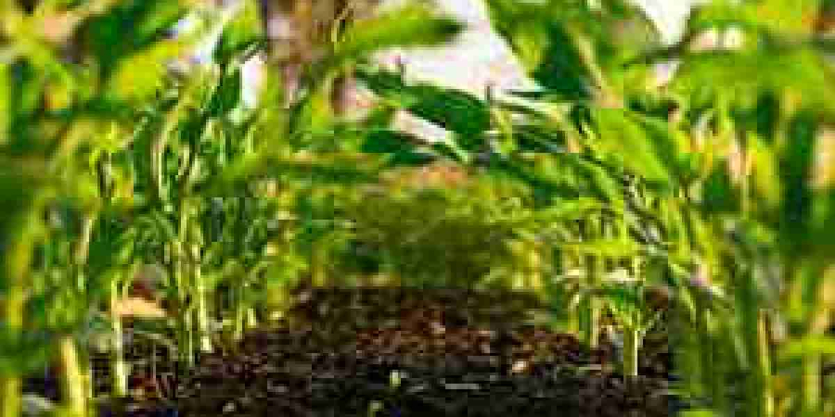 Bio Agriculture Market Set to See Major Growth by 2030