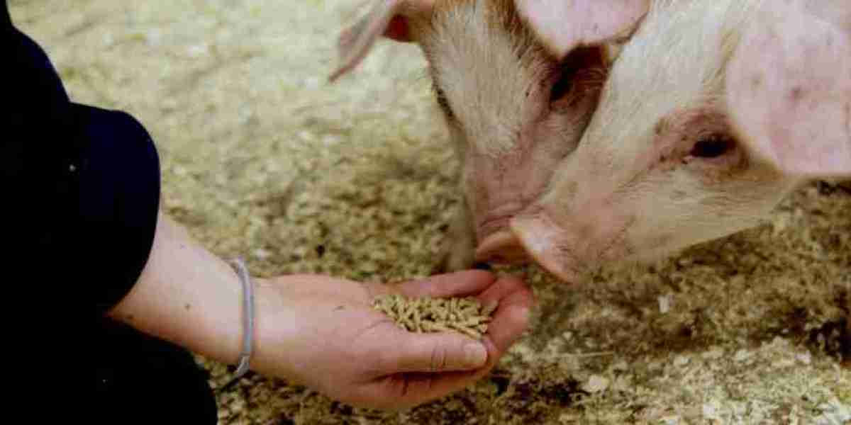 North America Swine Feed Market Insights, Status And Forecast to 2030