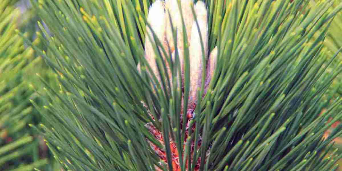 The Art of Shaping & Pruning Thunderhead Japanese Black Pine