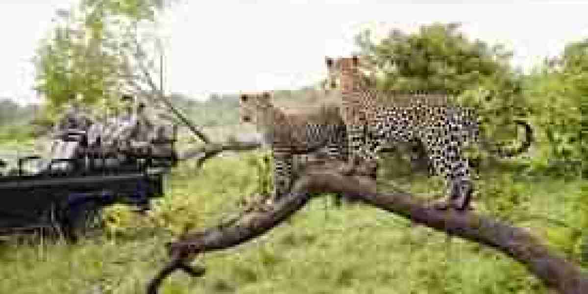 Wild Encounters: Up Close with Africa’s Big Five on a Safarilines Tour