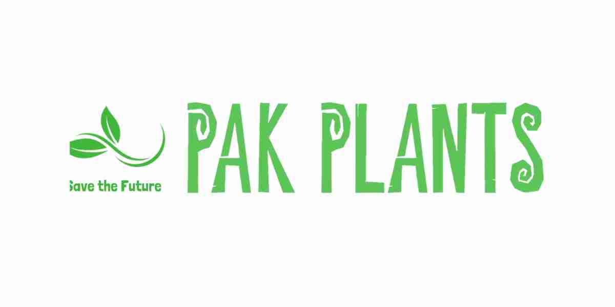 Explore the Splendor of Beautiful Nursery Plants with Pak Plants