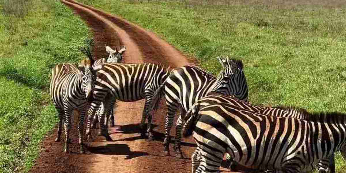 Beyond Boundaries: Tarangire Safari Adventures with Safarilines