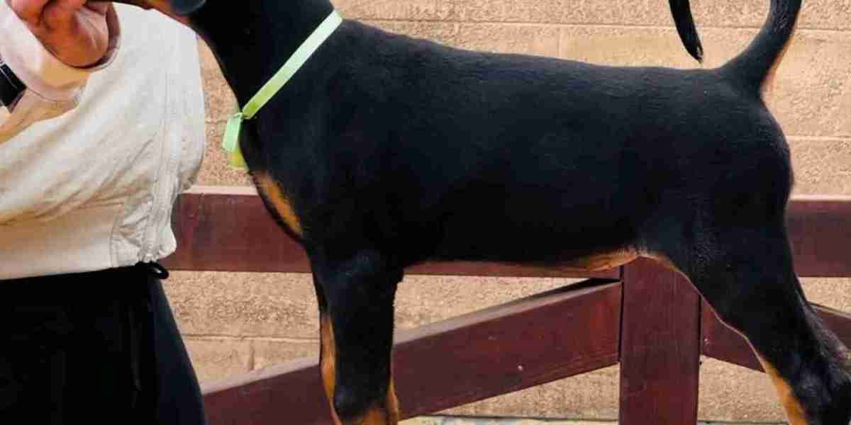 Thinking of a European Doberman? Here's What You Need to Know!