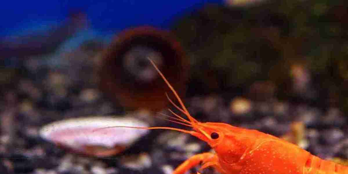 Crayfish Market Size, Share, Regional Outlook, Industry Analysis and Research Report 2024-2032