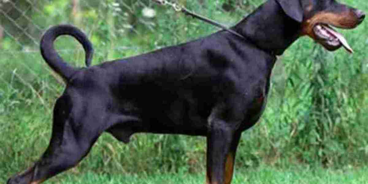 How Much Exercise Does a Doberman Pinscher Need Daily?