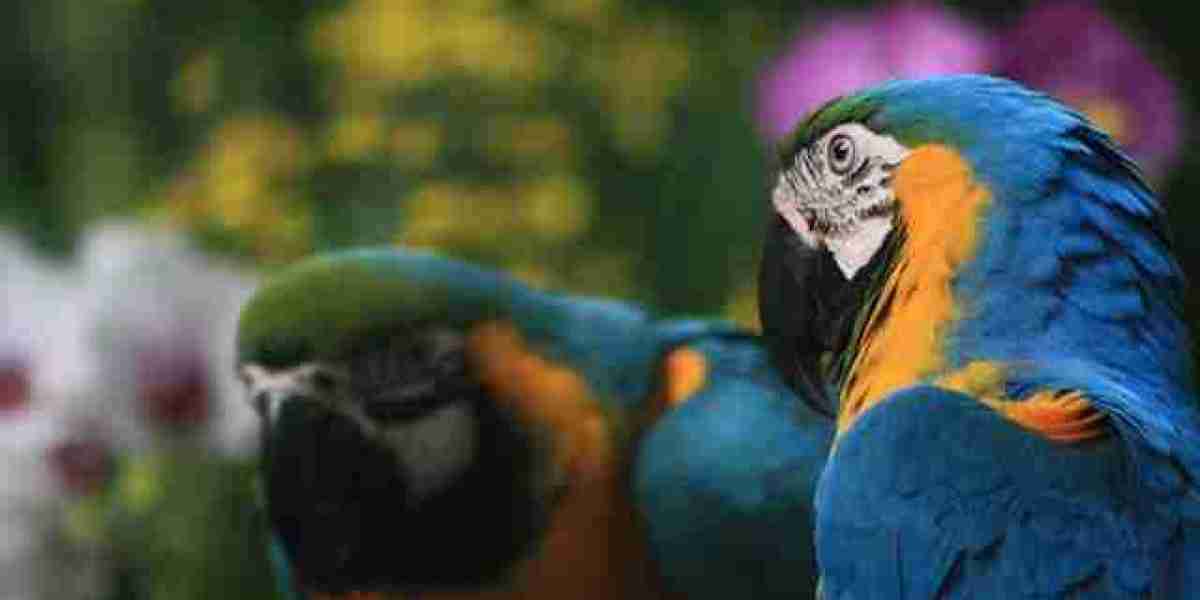 Soaring Through Adventure: Exploring Jurong Bird Park on Your Singapore Malaysia Tour Packages for Family
