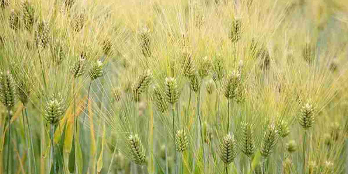 Barley Market Boosting the Growth Worldwide 2030