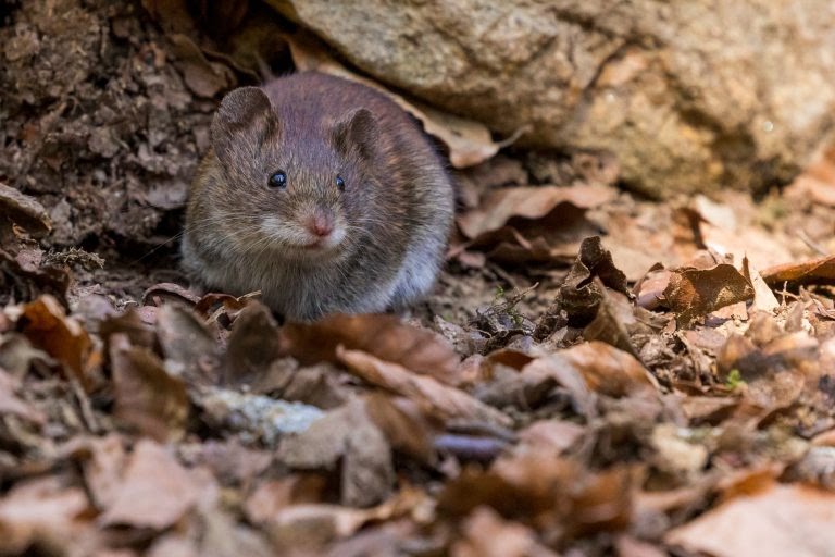 Explore the Top Benefits of Hiring Mouse Exterminator Services
