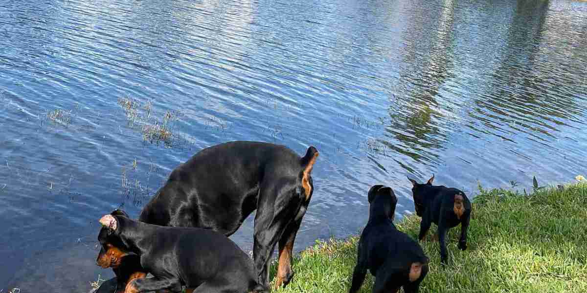 Adopting a European Doberman Puppy: What You Need to Know