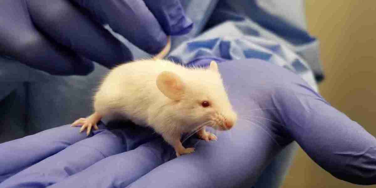 Humanized Mice Model Market Share, Manufacturers in Globe, Demands, Benefits, Opportunities to 2024 – 2032