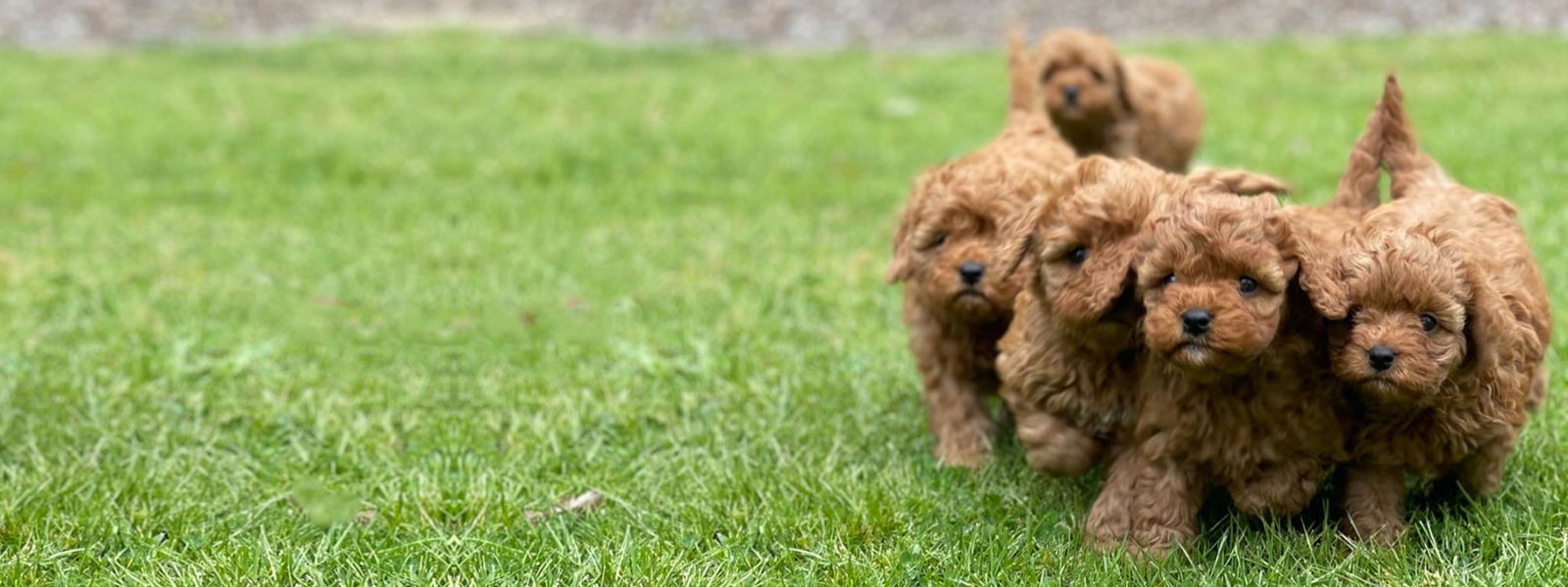 Cavoodle Puppies for Sale Melbourne