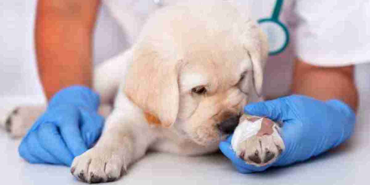 Exploring Animal Wound Care Market: Companies Driving Growth