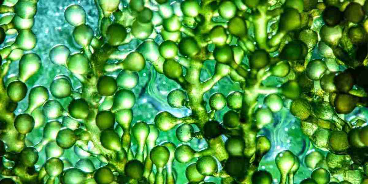 Microalgae-based Aquafeed Market is Set To Fly High in Years to Come