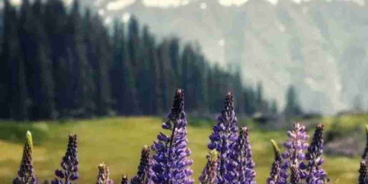 Kashmir Tour Packages from Chennai