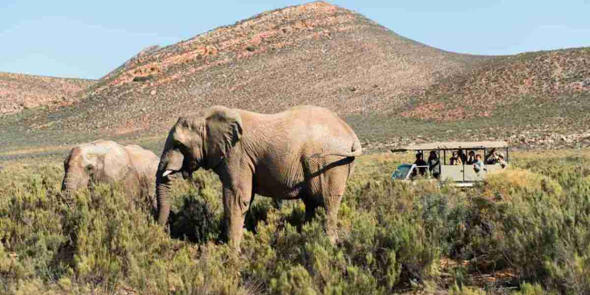 Exclusive Cape Town: Luxury Private Tours for Discerning Travelers