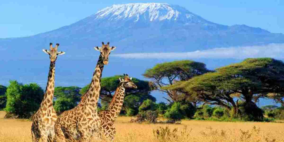 High Altitude Adventure: Safarilines' Kilimanjaro Trekking Escapes