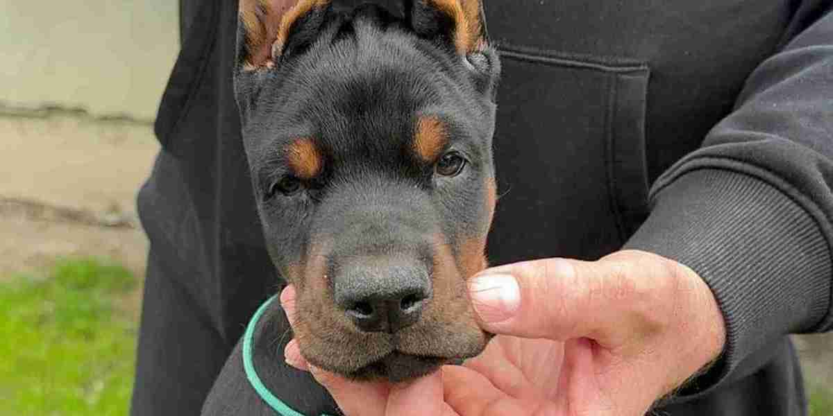 The Ultimate Guide to European Doberman Puppy Care